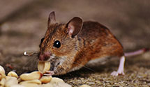 24 Hour & Emergency Exterminators in Pinkney, NC